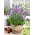 True Lavendel, Fine Lavendelfrø - Lavendula Vera - 180 frø - Lavendula officinalis