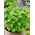 Basilikum - grønn - 650 frø - Ocimum basilicum