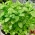 Basil Sweet Basil - Ocimum basilicum - 650 biji - benih