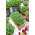 Микрозелени - градински кресон - млади уникални на вкус листа - 100 грама - 