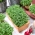 Microgreens - Řeřicha zahradní - mladé jedinečně chutnající listy - 100 gramů - 