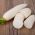 Radis blanc Agata - variété d&#39;été à racines allongées - RUBAN DE GRAINES