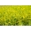 Žltá sladká ďatelina - medonosná rastlina - 100 gramov; žltý melilot, rebrovaný melilot, spoločný melilot - 