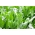 Acedera &#39;Lyon&#39; - 500 gramos; muelle de espinacas, muelle de hojas estrechas, acedera de jardín - 