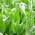 Sorrel ‘Lyon’ - 500 gramas; doca de espinafre, doca de folhas estreitas, azeda de jardim - 