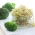 Germogliare i semi con un piccolo germogliatore - Broccoli - 