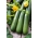 ZucchiniNofretete&#39; - 100 Gramm - professionelles Saatgut für ani