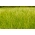 Višegodišnji ljulj 4N &#39;Calibra&#39; za pašnjake - 5 kg; Engleski ljulj, zimski raj, trava trava - 