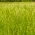 Ryegrass perenne 4N &#39;Calibra&#39; para pastos - 5 kg; Ryegrass inglés, raigrás de invierno, ray grass - 