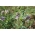 Alfalfa 'Eugenia' - 1 kg - 