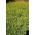Altramuz amarillo anual 'Baryt' - 5 kg; Altramuz amarillo europeo - 