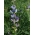 Lupin amer à feuilles étroites 'Karo' - 10 kg; lupin à feuilles étroites, lupin bleu - 