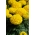 Mexican marigold 'Moonlight' - large double yellow flowers; Aztec marigold
