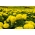 Meksikiečių medetkos Moonlight - stambios dvigubos geltonos gėlės; Actekų medetkos - 