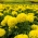 Mexikói körömvirág „Holdfény” - nagy kettős sárga virágok; Azték körömvirág - 