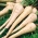 Root parsley 'Olomouncka Dlouha' - 100 grams - professional seeds for everyone