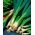 Valižanska čebula 'Entita' - 100 gramov - profesionalna semena za vsakogar; šopek čebule, dolga zelena čebula, japonska čebula - 