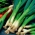 Waleská cibuľa „Entita“ - 100 gramov - profesionálne semená pre každého; zväzovaná cibuľa, dlhá zelená cibuľa, japonská cibuľa