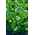Салат айсберг 'Antard' - 5000 семян - профессиональные семена для всех - 