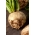 Aipo-rábano 'Asterix F1' - calibrado (0,9 - 1,1) - 2500 sementes sementes profissionais para todos; raiz de aipo - 