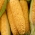 Захарна царевица, царевица 'Tauris F1' - 500 грама - професионални семена за всеки - 