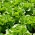 Butterhead salat 'Adinal' - 10000 frø - profesjonelle frø for alle - 