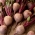 Red beetroot 'Monika' - 100 grams - professional seeds for everyone