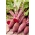 Červená řepa „Renova“ - 500 gramů - profesionální semínka pro každého - 