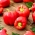 Peper 'Priscilla F1' - 100 zaden - professionele zaden voor iedereen - 