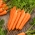 Carrot 'Knota F1' calibrated (1.8 - 2.0) 25000 seeds - professional seeds for everyone