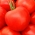 Tomato 'Palava F1' - 250 semen - profesionální semena pro každého - 