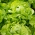 Butterhead salat 'Alamer' - for høst og høst - 5000 profesjonelle frø for alle - 
