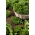 Green kale 'Kapitan F1' - 2500 seeds - professional seeds for everyone