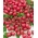 Raspberry Red Hood - Lycopersicon lycopersicum - Lycopersicon esculentum Mill