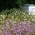 Медоносные растения - многолетняя селекция для влажных участков - 1000 г - 