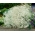 Bafo de bebê de flor branca - Gypsophila - raiz definida