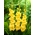 Gladiolus 'Joyeuse Entree' - 5 cibulí