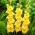 Gladiolus 'Joyeuse Entree' - 5 bulbos