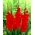 Gladiolus 'Oscar' - 5 Zwiebeln
