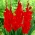 Gladiolus 'Oscar' - 5 hagymák