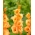 Gladiolus &#39;Ovatie&#39; - 5 sipulia