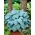 Hosta &#39;Canadian Blue&#39;; plantain lilja, giboshi