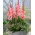 Gladiolus 'Whitney' - 5 hagymák