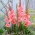 Gladiolus 'Whitney' - 5 hagymák