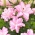 Dobbelt orientalsk lilje 'Roselily Anouska' - smuk duft!