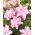 Dobbelt orientalsk lilje 'Roselily Anouska' - smuk duft!