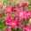 Dupla virágú keleti liliom - Roselily Julia - mennyei aroma!