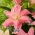 Двойная восточная лилия 'Roselily Patricia' - прекрасный аромат! - 