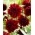 Dahlia - Soulman - anemone-flowered