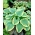 Hosta &#39;Robert Frost&#39;; plantain liilia, giboshi - 